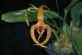 Bulb. Micah Maetani (echinolabium x dearei)